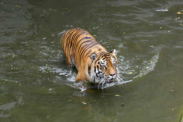 tigre água №45653