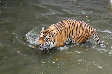 Water tiger №45656