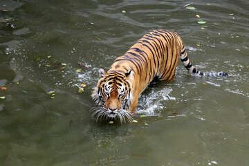 Water tiger №45657