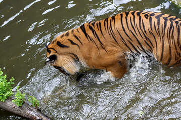 Tiger in the water №45689