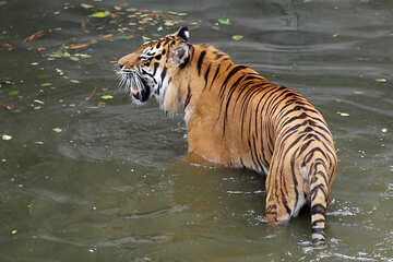 Tiger in the water №45707