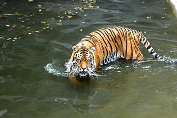 Water tiger №45723