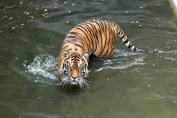 Water tiger №45725
