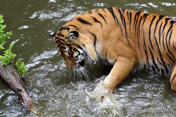 Tiger jouer dans l`eau №45682