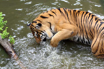 Tiger playing in the water №45683