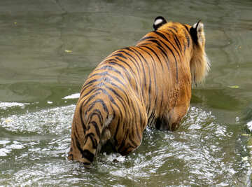 Tigre descansando en el agua №45022