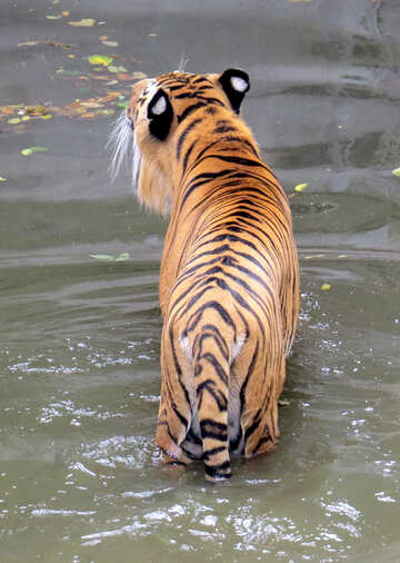 Tigre descansando en el agua №45023