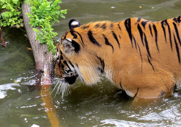 Tiger que descansa na água №45025