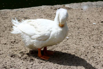 White goose №45896