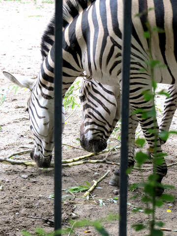 Zebras in zoo №45098