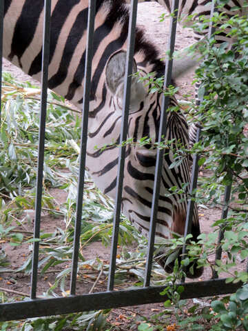 Zebras in zoo №45105