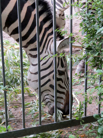 Зебри в зоопарку №45106