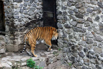 Тигр в зоопарке №45758