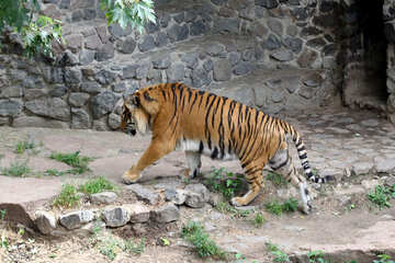 Тигр в зоопарке №45761