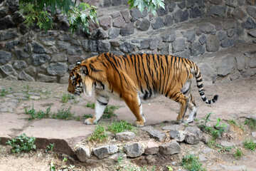 Тигр в зоопарку №45762