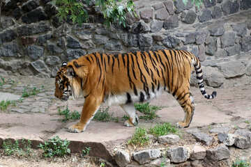 Тигр в зоопарку №45763