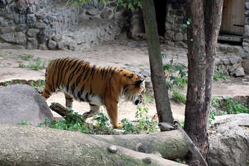Тигр в зоопарке №45774
