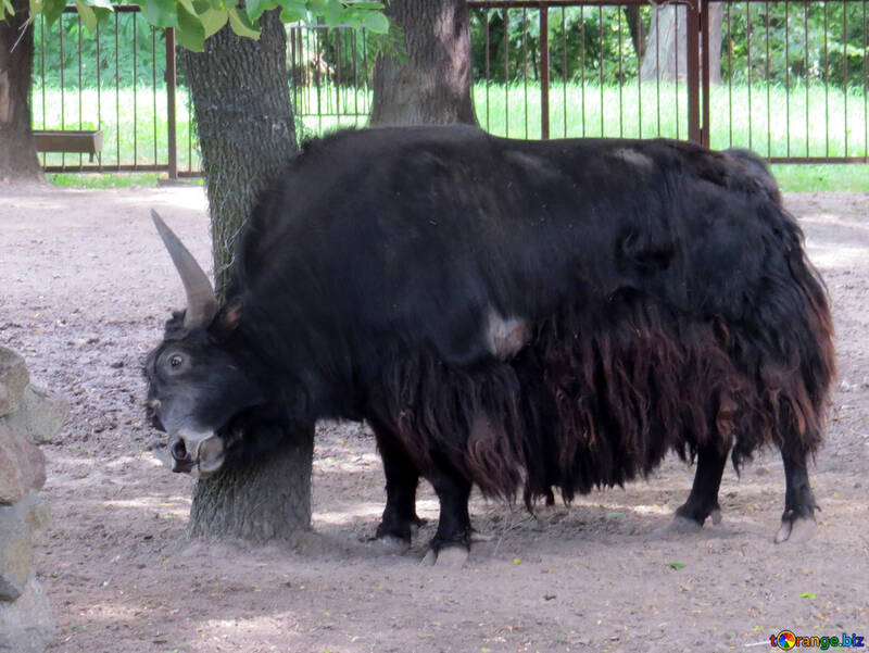 bisonte №45168