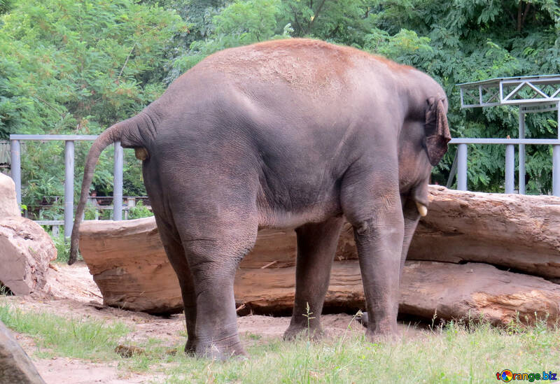 Elefant №45078