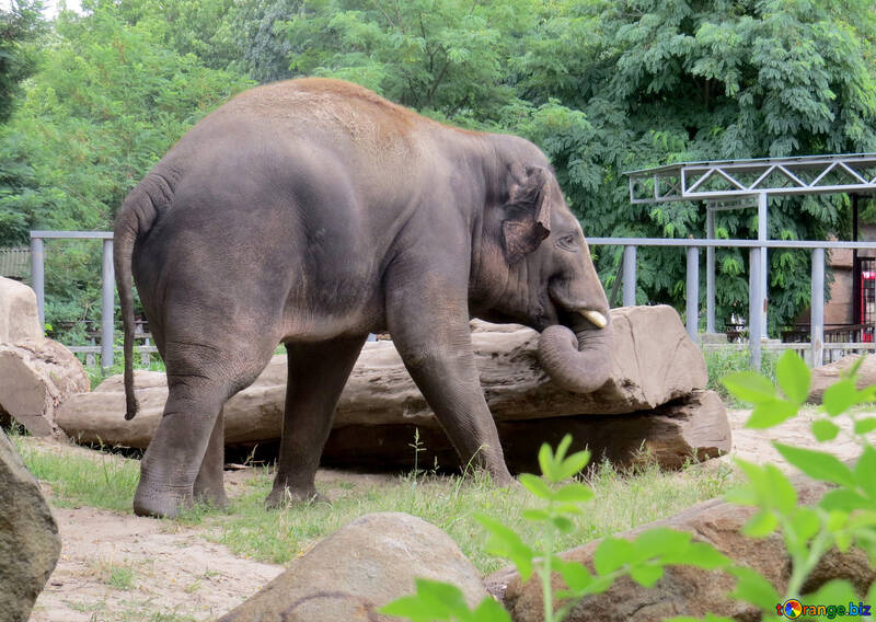 Elephant in zoo №45074