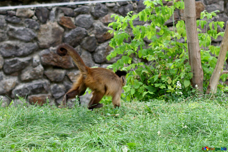 Capuchin escapes №45353