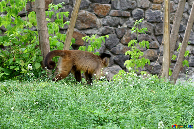 Capuchin on grass №45354