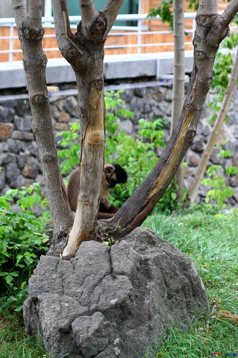 Capuchin em uma árvore №45347