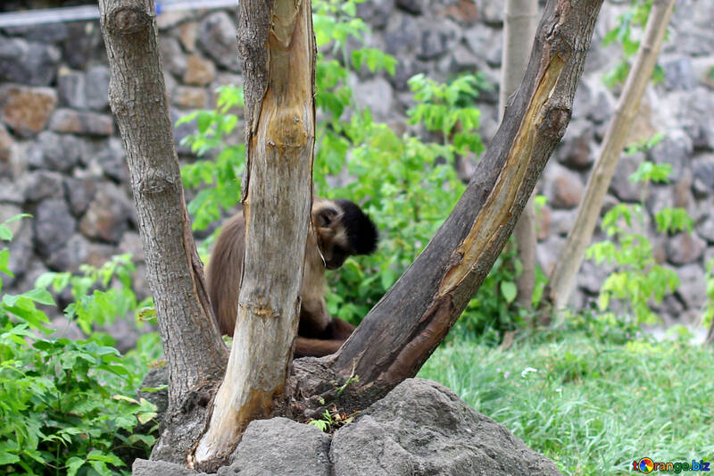 Capuchin in a tree №45348