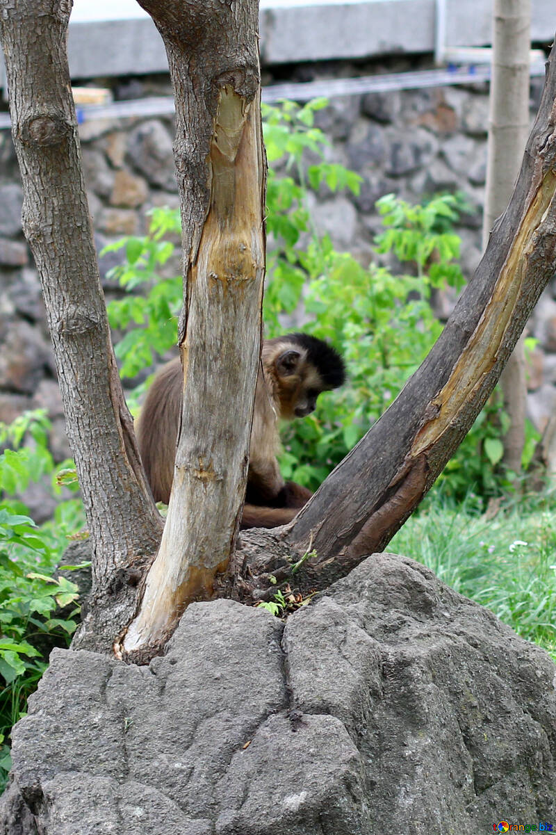 Capuchin em uma árvore №45349