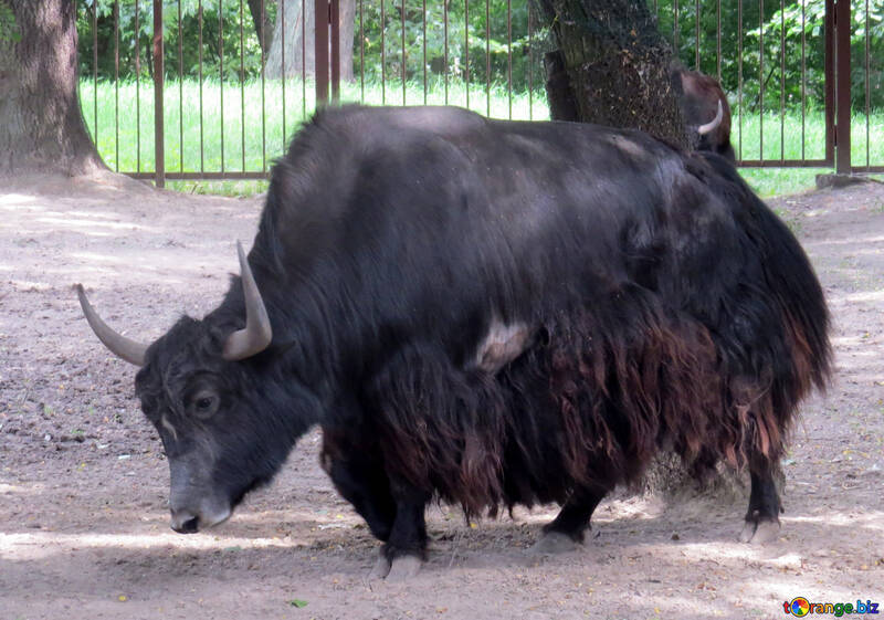 Bison №45166