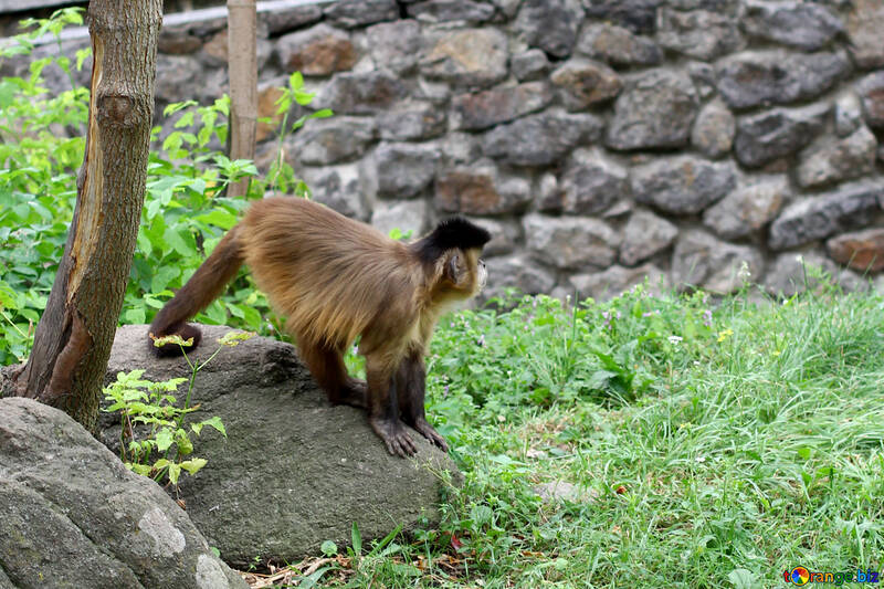 Capuchino sentado en una piedra №45350
