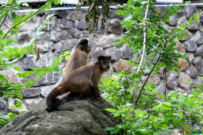 Capuchinos en piedra №45355