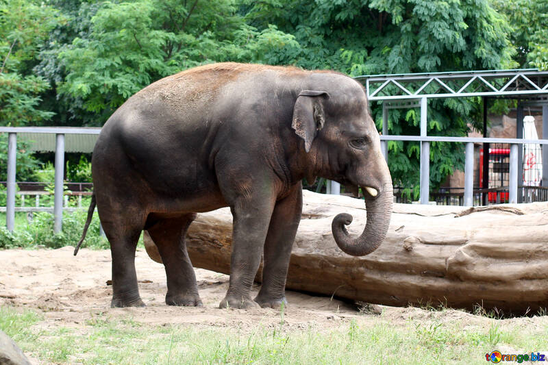 Elefant №45838