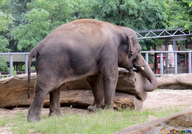 Elefante no jardim zoológico №45075