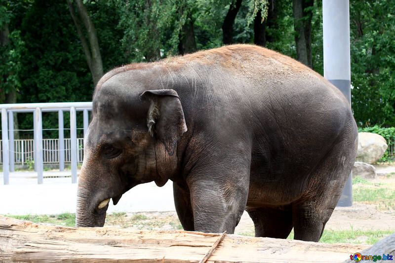 Elephant dans le zoo №45831