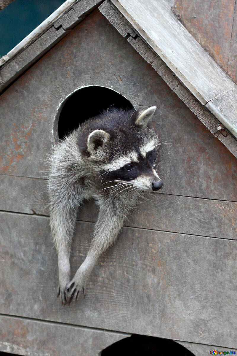Raccoon in the house №45403