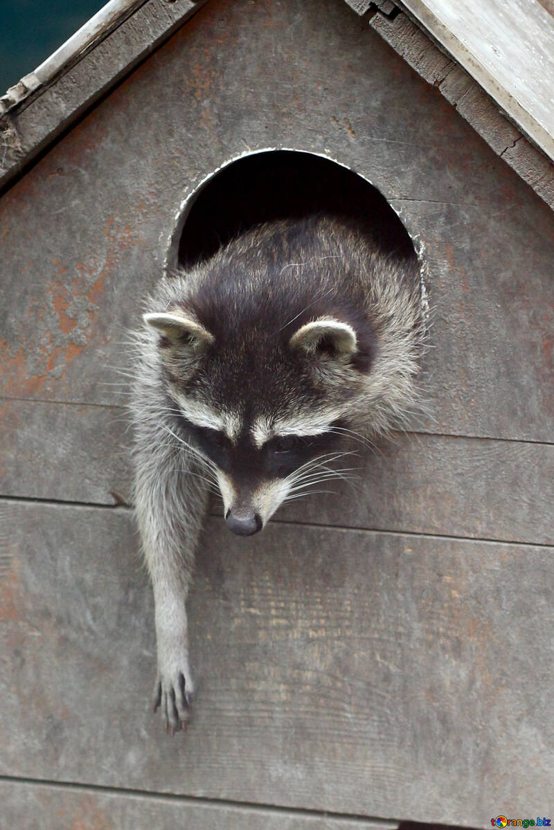 Raccoon in the house №45414