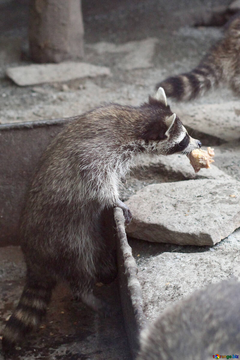 Raccoon with food №45397