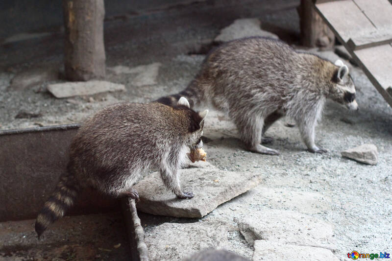 Raccoon with food №45398