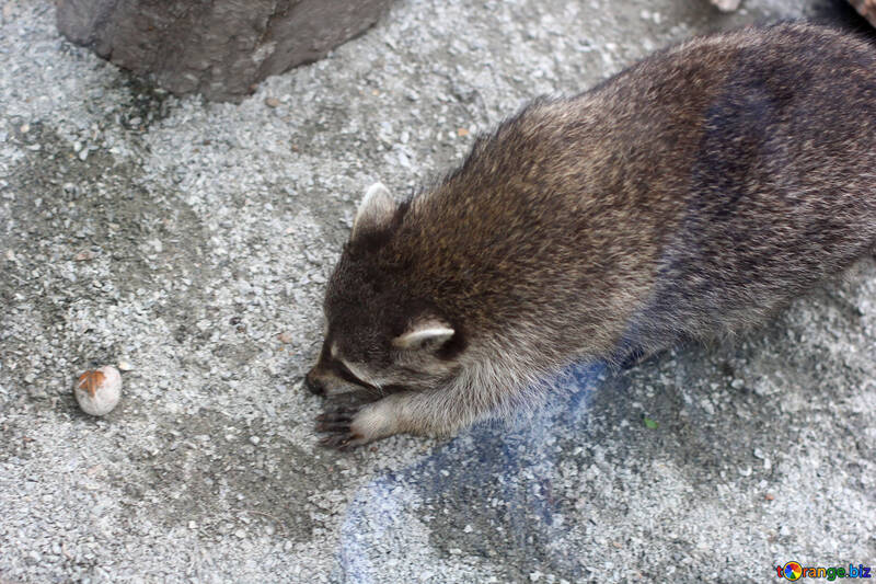 Raccoon with food №45399