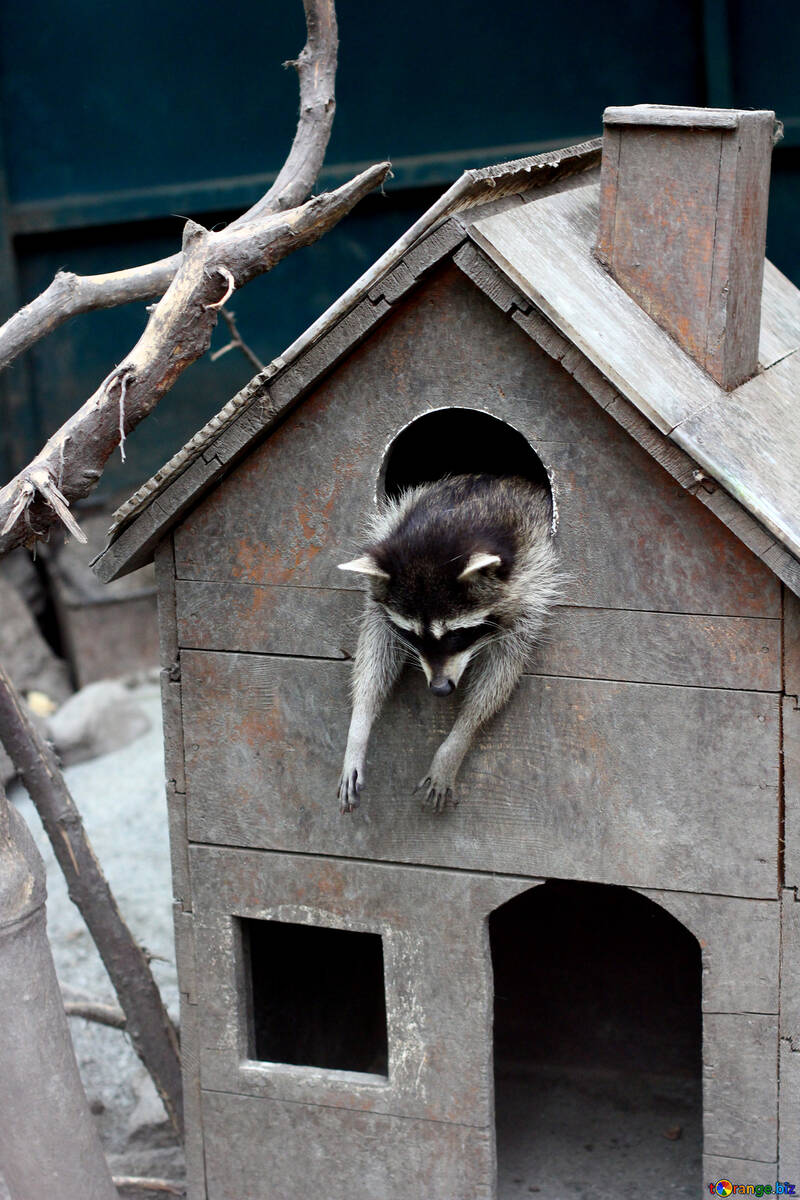 Raccoon in the house №45404