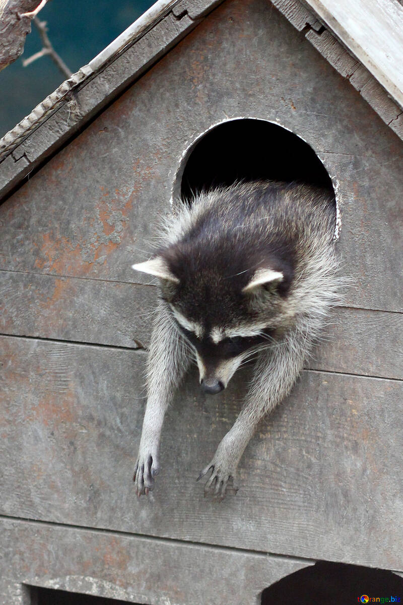 Raccoon in the house №45405