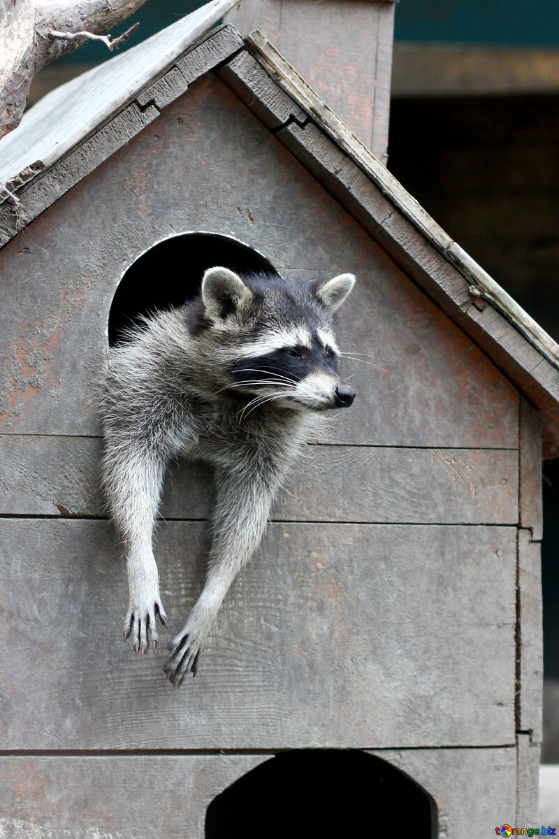 Raccoon in the house №45406