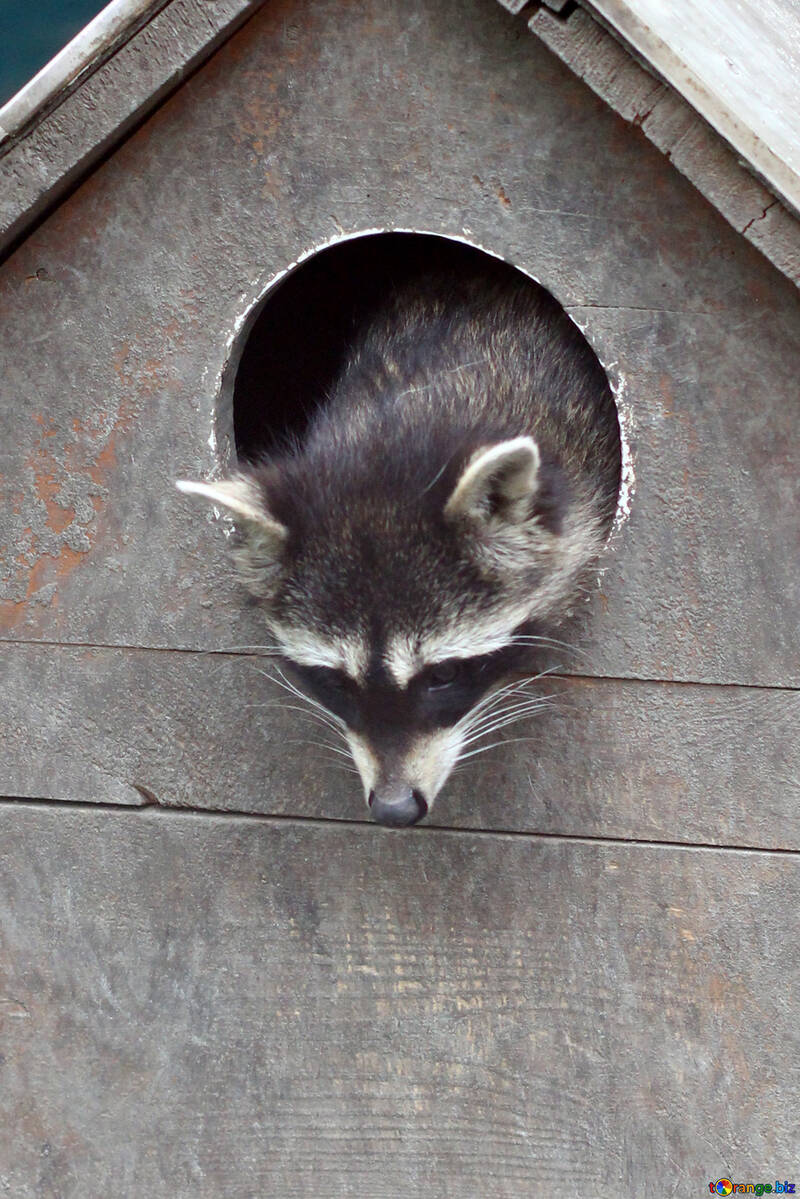 Raccoon in the house №45409