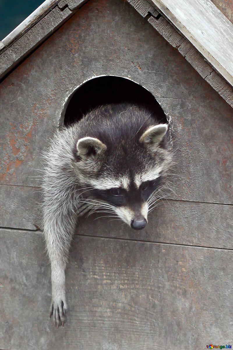 Raccoon in the house №45412