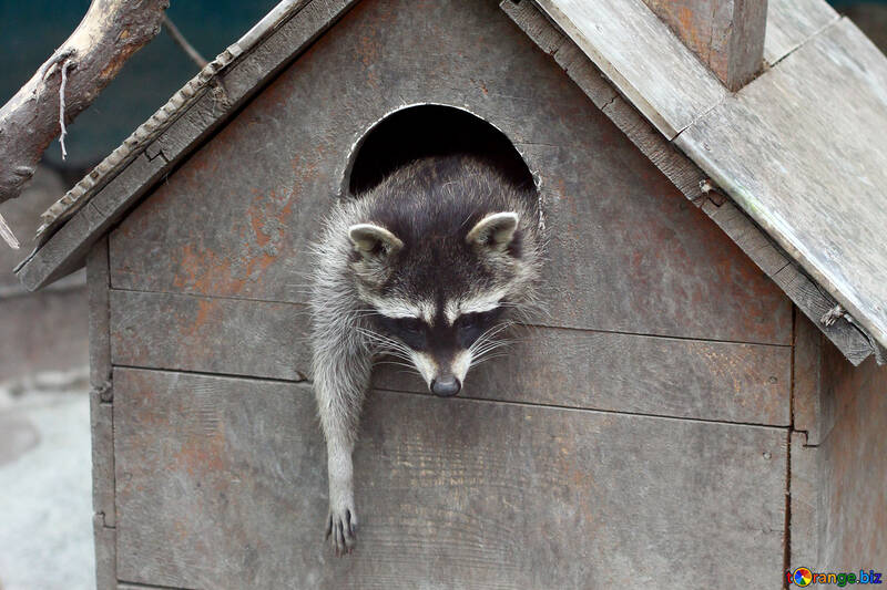 Raccoon in the house №45413