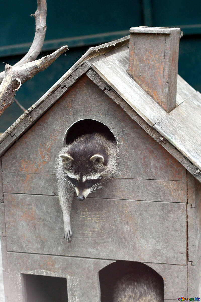 Raccoon in the house №45415