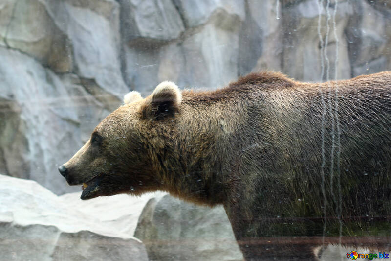 Retrato del oso №45938