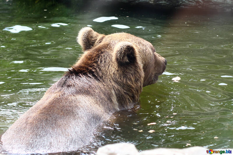 Bear in water №45924