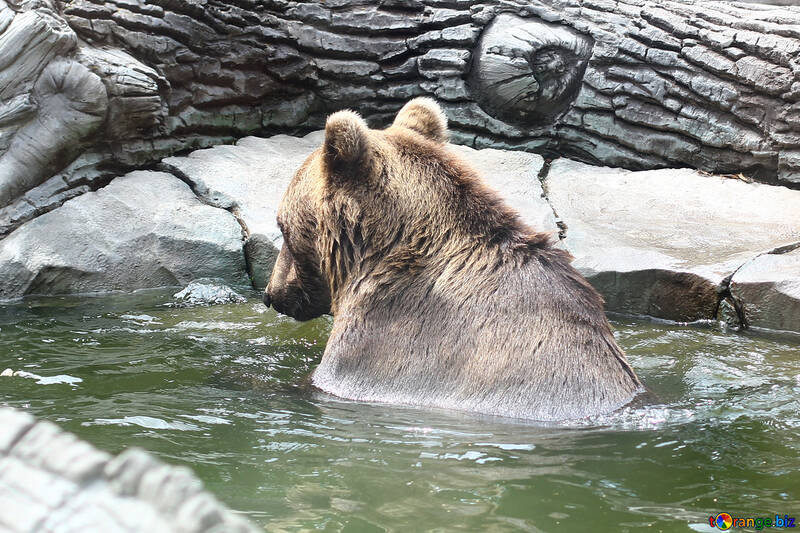Bear in water №45926